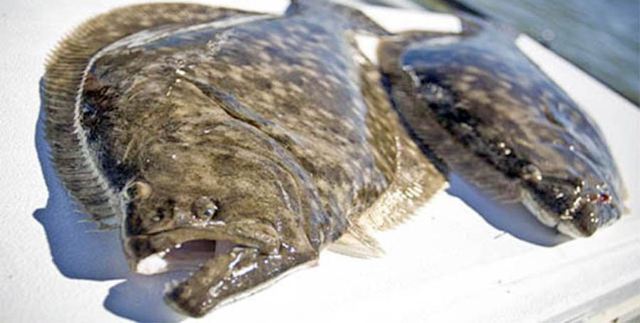 Louisiana Flounder Fishing Charters In Venice La with Guides From VooDoo Fishing Charters