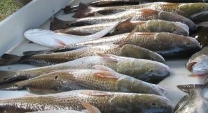 VooDoo Fishing Charters Deep Sea Offshore Tuna Fishing & Lodging In Venice Louisiana