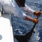 Deep Sea Offshore Marlin Fishing Charters in Venice Louisiana