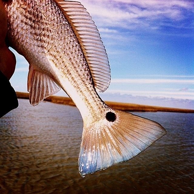 Deep Sea Offshore and Inshore Redfish Fishing Charters in Venice Louisiana