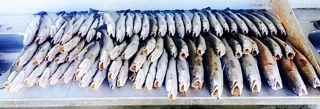 Deep Sea Offshore and Inshore Speckled Trout Fishing Charters in Venice Louisiana