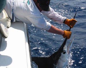 Marlin Fishing