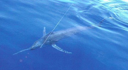 Fishing Marlin